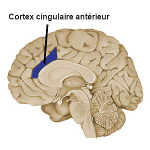 Le cortex cingulaire antérieur joue un rôle déterminant dans l'inhibition volontaire de certaines perceptions visuelles, auditives, cognitives...