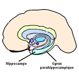 L'hippocampe et le gyrus parahippocampique sont des régions cérébrales impliquées dans le sentiment de déjà vu.