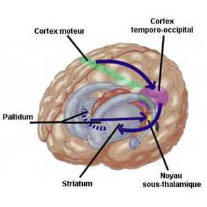 Le syndrome de Gilles de La Tourette serait due à un dysfonctionnement d'un circuit cérébral impliquant le pallidum, le striatum, le cortex moteurle noyau sous-thalamique et le cortex temporo-occipital.