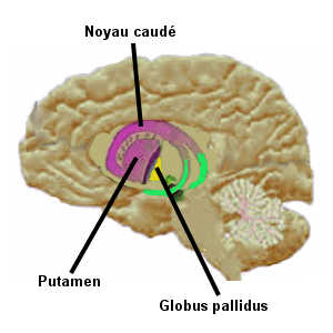 Une région cérébrale: les ganglions de la base (formée du globus pallidus, du noyau caudé et du putamen) régie nos habitudes.