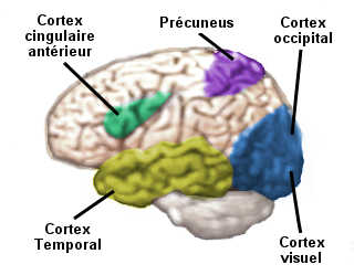 Sous hypnose, plusieurs aires cérébrales sont activées: le cortex visuel, le précuneus, le cortex occipital, le cortex cingulaire antérieur et le cortex temporal.
