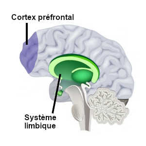 Le juron témoigne d'une difficulté du lobe préfrontal à réprimer le bouillonnement émotionnel produit par le système limbique du cerveau.