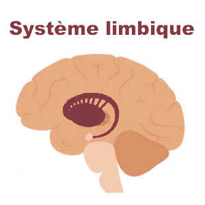 Le système limbique du cerveau d'une personne souffrant d'un trouble borderline présente les mêmes lésions que celui d'un individu ayant subi un lourd traumatisme.
