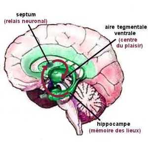 La rechute d'un drogué ou d'un alcoolique peut s'expliquer par une activation d'un mécanisme neuronal qui implique l'hippocampe, l'aire tegmentale ventrale et le septum. 