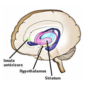 Chez les personnes sadiques, les circuits cérébraux qui s'activent à la vue de la souffrance d'autrui sont l'insula antérieure, mais aussi l'hypothalamus et le striatum, responsables du plaisir.