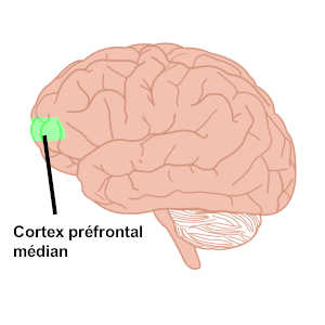 Le sentiment de soi est localisé dans le cerveau au niveau du cortex préfrontal médian.