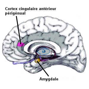L'activité de l'amygdale cérébrale et du cortex cingulaire antérieur périgénual est modifiée chez les individus les citadins, victimes du stress urbain.