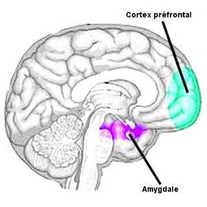 Mettre des mots sur ses ressentis et les décrire de façon détailler impacte l'activité de deux régions cérébrales (l'amygdale et le cortex préfrontal), ce qui aide à mieux contrôler ses émotion.