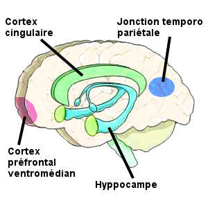 La méditation semble préserver certaines régions cérébrales telles que l'insula,<br />
le cortex préfrontal, la jonction temporo-pariétale et l'hippocampe.