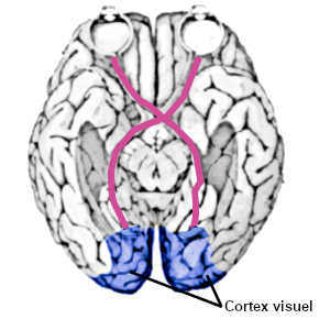 Dans le syndrome de Charles Bonnet, le cortex visuel, qui ne reçoit plus d'information en provenance de l'œil, fabrique lui-même les images à partir de fragments de souvenirs, d'où l'hallucination visuelle.