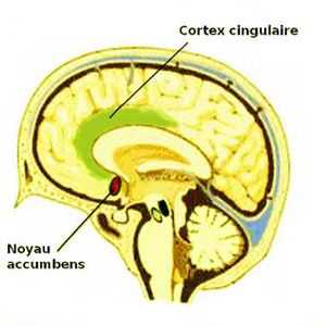 Le noyau accumbens et le gyrus cingulaire s'activent lorsque notre pensée dévie de l'opinion général.