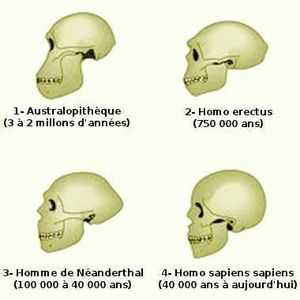 La zone préfrontale du cerveau a augmenté en volume au cours de l'évolution de l'espèce humaine, en partant de l'australopithèque à l'homo sapiens sapiens.