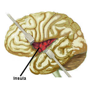 L'insula est une région du cerveau qui régie les sensations internes telles que la soif, le froid, etc...