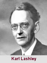 Karl Spencer Lashley, psychologue (1890-1958).