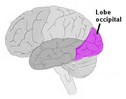 Le lobe occipital.