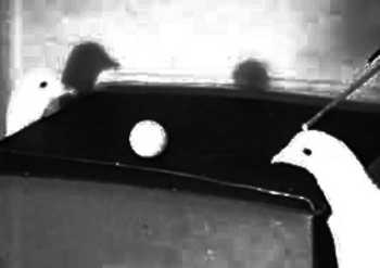 Le béhavioriste Skinner a utilisé le conditionnement par façonnement pour enseigner à des pigeons à jouer au ping-pong.
