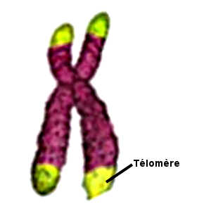 Un stress intense risque de raccourcir les télomères de nos chromosomes (leurs extrémités), les privant alors de toute protection et altérant ainsi leur fonctionnement.