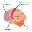 Autisme: un fonctionnement cérébral bien particulier...