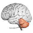 Le cervelet : un petit cerveau très puissant !