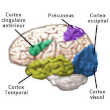 L'activité cérébrale sous hypnose